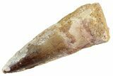 Fossil Spinosaurus Tooth - Real Dinosaur Tooth #368028-1